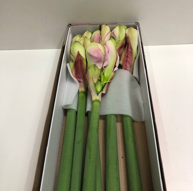 Hippeastrum exception.jpg